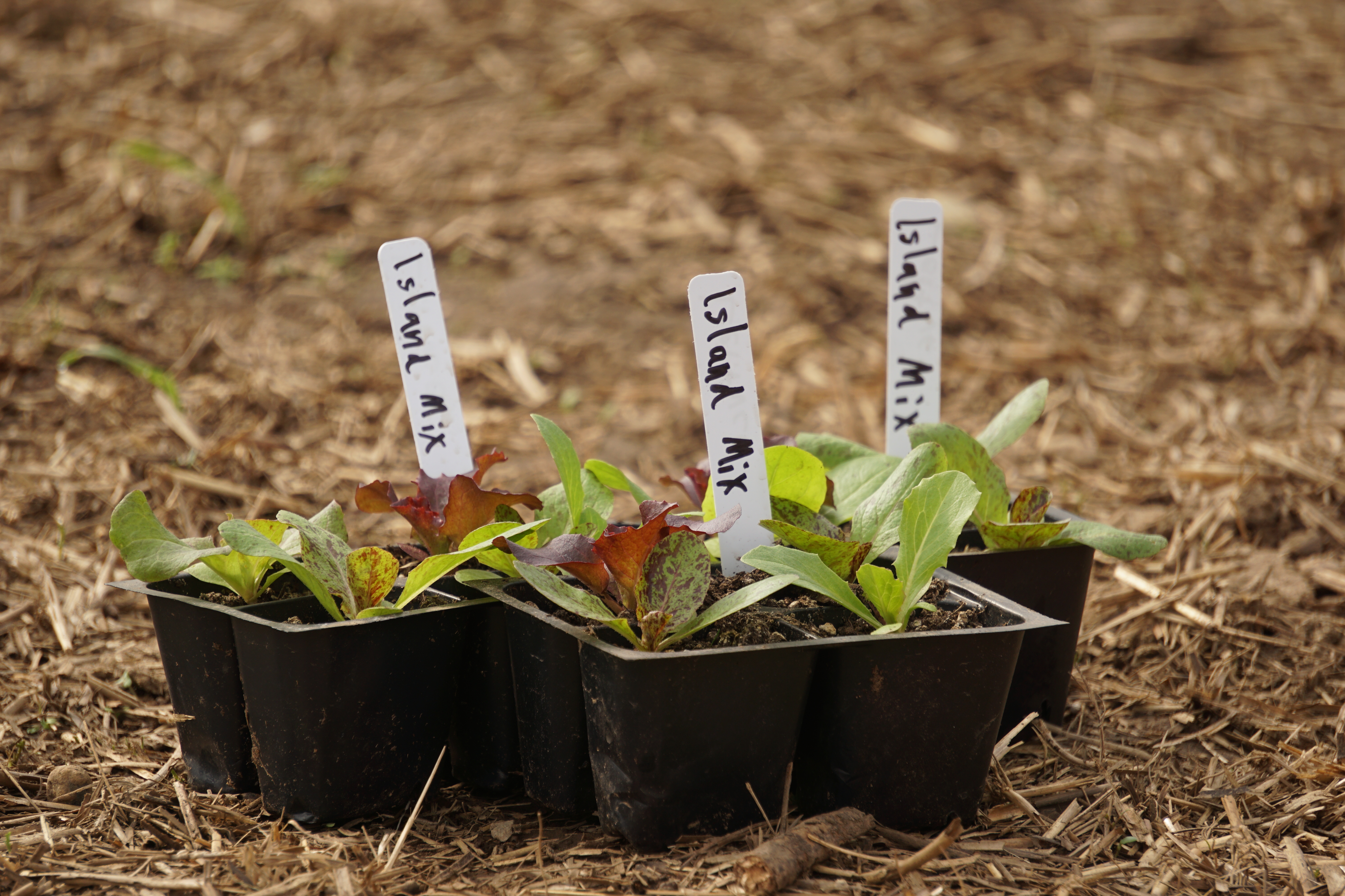 Island Lettuce Mix