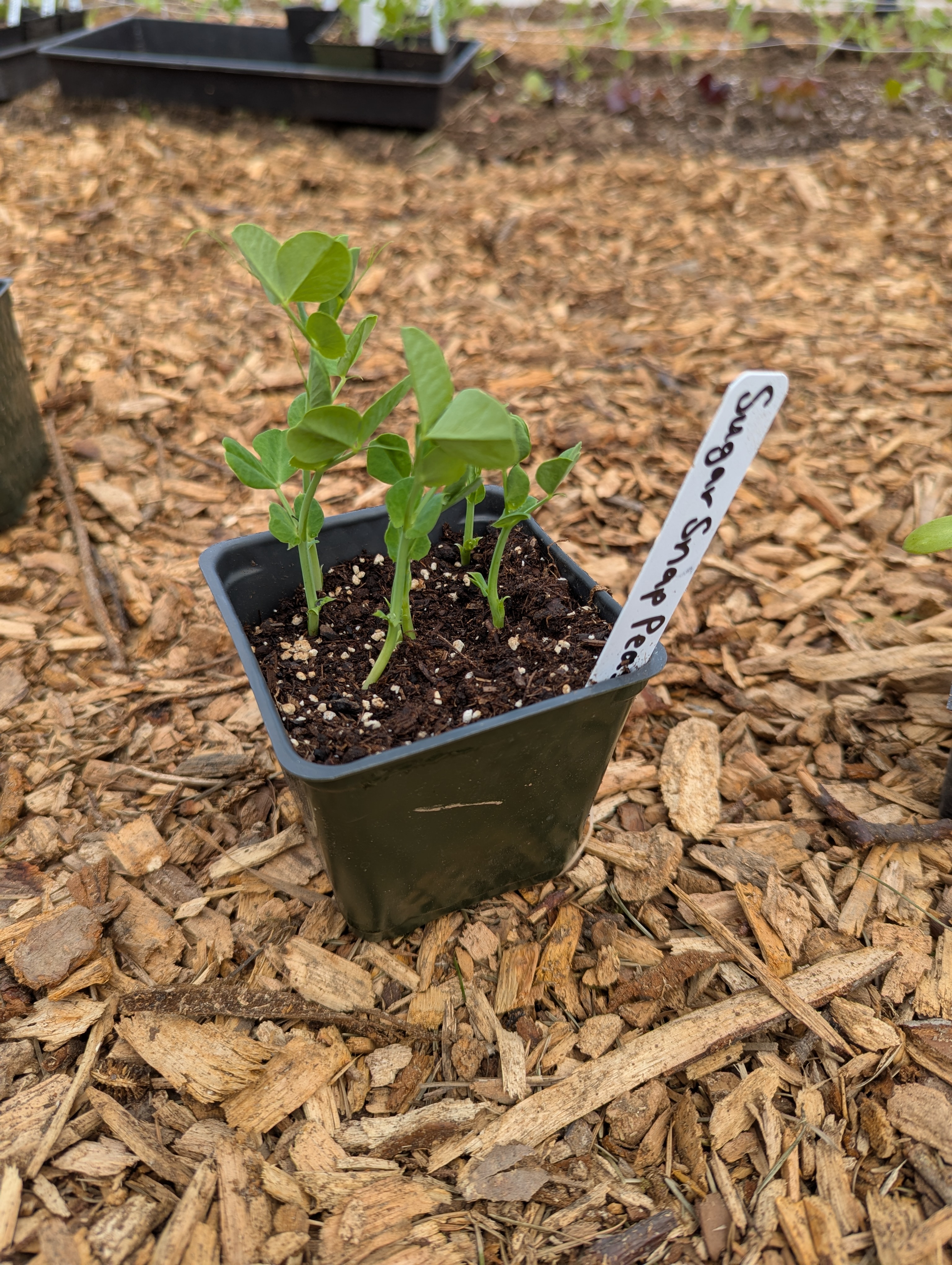 Sugar Snap Peas