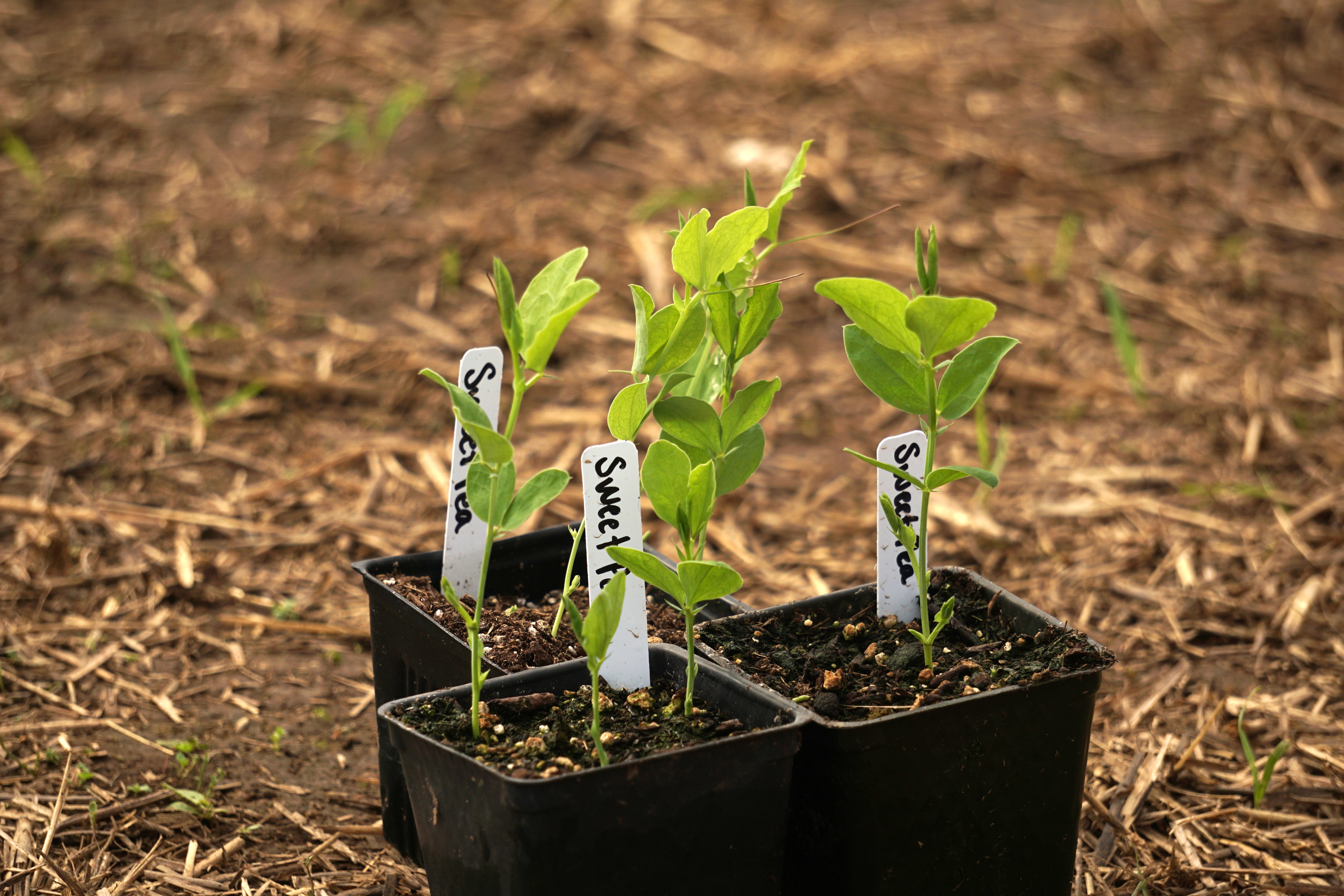 Purple Mix Sweet Pea Seedlings